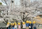 活動報告：お花見に行きました
